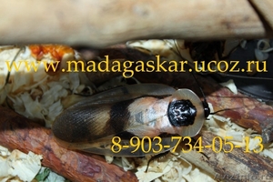 Продаю мадагаскарских тараканов - Изображение #1, Объявление #379953
