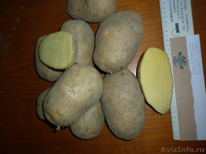 Отборный картофель из Австрии - Изображение #1, Объявление #381249