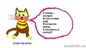 Кастрация котов недорого у вас на дому, В Москве - Изображение #1, Объявление #386774