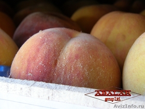  "Abalar-Group" Ltd. импорт свежих ягод, фруктов - Изображение #3, Объявление #374181
