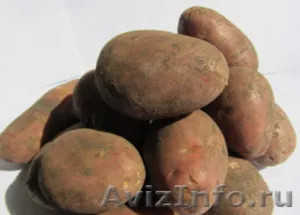 Картофель продовольственный ЗАО Интерстек - Изображение #2, Объявление #373886