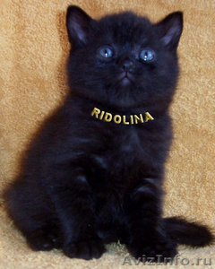 Британские котята чёрного окраса. - Изображение #1, Объявление #229498