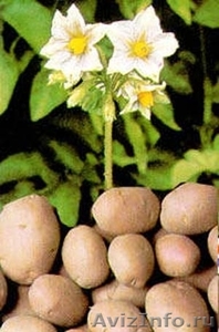 Картофель из Белоруссии - Изображение #1, Объявление #401995