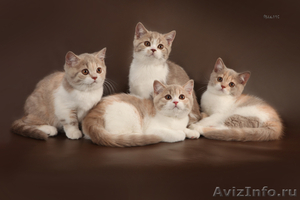 Чистокровные британские котята окраса циннамон - Изображение #1, Объявление #409480