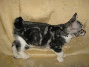 Курильский бобтейл-кошка с хвостом-помпоном - Изображение #2, Объявление #406886