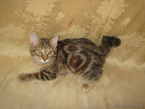 Курильский бобтейл-кошка с хвостом-помпоном - Изображение #3, Объявление #406886