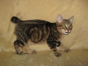 Курильский бобтейл-кошка с хвостом-помпоном - Изображение #4, Объявление #406886