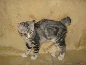 Курильский бобтейл-кошка с хвостом-помпоном - Изображение #5, Объявление #406886