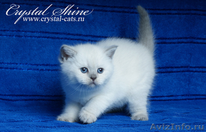 Британские голубоглазые котятки - Изображение #1, Объявление #286969