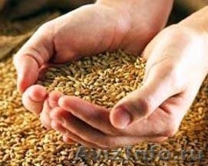 Купить Пшеницу, Ячмень, Отруби мы продаем! - Изображение #1, Объявление #409262