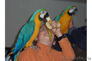 Бесплатный пару синих и золотых попугаи для отдает - Изображение #1, Объявление #414529