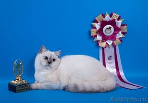 Британский котик ждёт невест - Изображение #1, Объявление #420253
