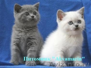 Роскошные британские плюшевые котята окрасы блю-поинт и голубой - Изображение #1, Объявление #427708