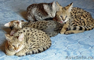 экзотические котята на продажу сервала, Саванна, бенгальские котята - Изображение #1, Объявление #432434