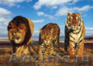 тигры львы пума леопард - Изображение #1, Объявление #427535