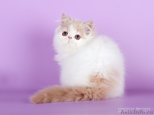 Персидские и экзотические короткошерстные котята - Изображение #3, Объявление #444773