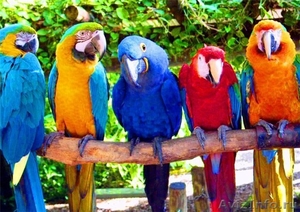 крупные попугаи - Изображение #1, Объявление #427505
