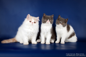 Персидские и экзотические короткошерстные котята - Изображение #1, Объявление #444773