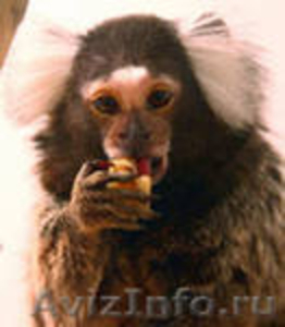 обезьяна  белоухие игрунки - Изображение #2, Объявление #427521