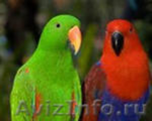 крупные попугаи - Изображение #2, Объявление #427505