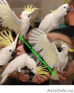 Какаду- разные виды ( ручные птенцы выкормыши) - Изображение #1, Объявление #448683