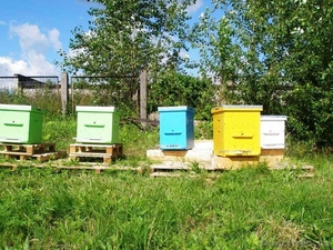 Ульи для пчел, улей, изготовление ульев, улья. - Изображение #5, Объявление #437257