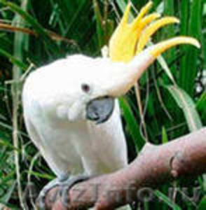 крупные попугаи - Изображение #3, Объявление #427505