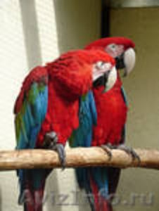 крупные попугаи - Изображение #4, Объявление #427505