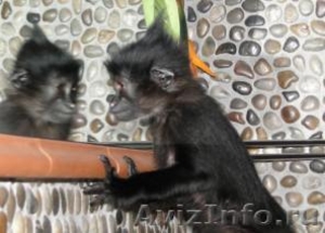 обезьяна (черный мангобей) - Изображение #1, Объявление #427523