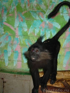 обезьяна (черный мангобей) - Изображение #4, Объявление #427523