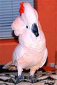 попугаи какаду купить - Изображение #1, Объявление #427514