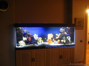 Декорирование и чистка аквариумов - Изображение #1, Объявление #451351