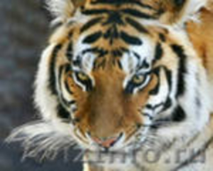 тигры львы пума леопард - Изображение #3, Объявление #427535
