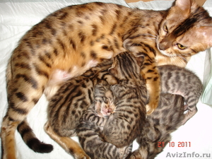 Бенгальские котята \"леопардики\" - Изображение #1, Объявление #438113