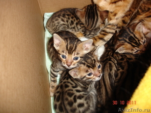 Бенгальские котята \"леопардики\" - Изображение #3, Объявление #438113