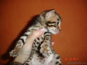 Бенгальские котята \"леопардики\" - Изображение #2, Объявление #438113