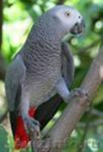 попугаи жако питомник говорящие - Изображение #1, Объявление #427510