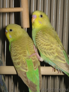 Птенцы волнистых попугаев - Изображение #1, Объявление #465781