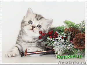 Британские котята из питомника Patternville - Изображение #1, Объявление #468967