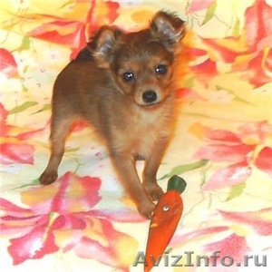 Маленькая собачка породы русский той - Изображение #1, Объявление #464095