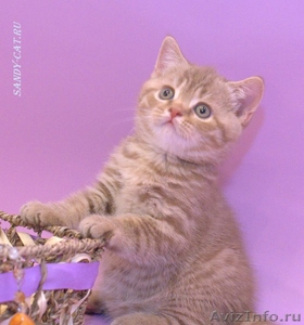 Британские котята циннамон-пятно - Изображение #1, Объявление #480093