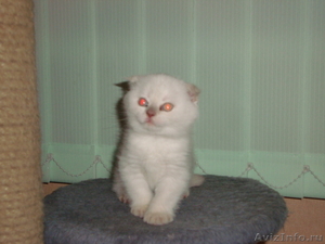 Продам плюшевых котят - Изображение #1, Объявление #481597
