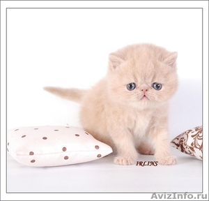 Экзотическая плюшевые котята - Изображение #2, Объявление #473844