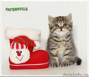 Британские котята из питомника Patternville - Изображение #3, Объявление #468967