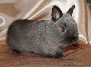 Карликовые крольчата, питомник - Изображение #7, Объявление #471618