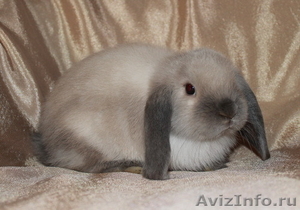 Карликовые крольчата, питомник - Изображение #2, Объявление #471618