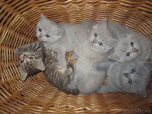 британские котятки редких окрасов - Изображение #4, Объявление #457147