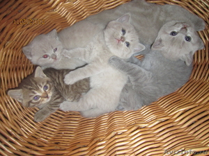 британские котятки редких окрасов - Изображение #5, Объявление #457147