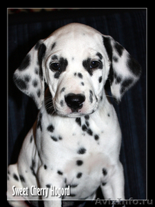 Продается щенок далматина с документами - Изображение #1, Объявление #473721