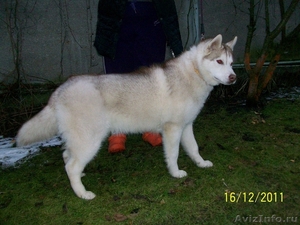 Сибирская хаски подрощенного щенка продаю - Изображение #2, Объявление #483873